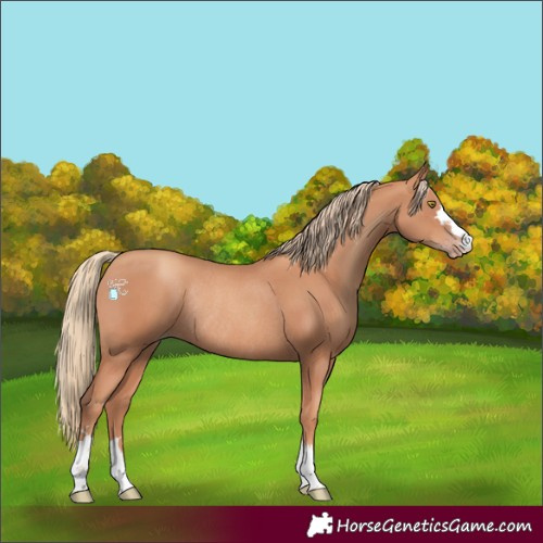 Horse Color:Gold Champagne Rabicano 