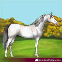Horse Color:Gray Amber Champagne Roan Dun Tobiano