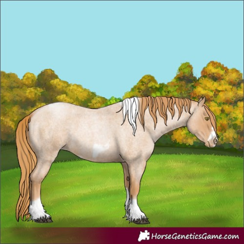 Horse Color:Unknown 