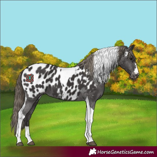 Horse Color:Smoky Black Tobiano Appaloosa 