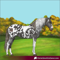 Horse Color:Smoky Black Tobiano Appaloosa