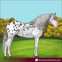 Horse Color:White Spotted Smoky Black Appaloosa 
