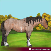 Horse Color:Bay Roan Sabino Rabicano
