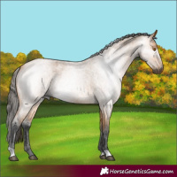Horse Color:Gray Buckskin Roan 