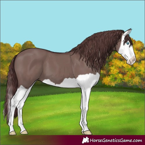 Horse Color:Chocolate Grullo Splash 