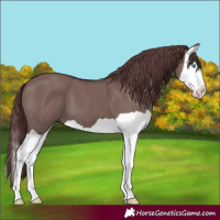 Horse Color:Chocolate Grullo Splash 