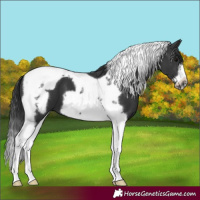 Horse Color:Black Tobiano Frame 