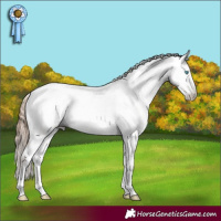 Horse Color:Gray White Spotted Amber Champagne Roan Pearl Appaloosa