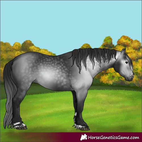 Horse Color:Gray Black 