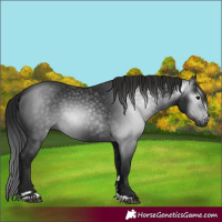 Horse Color:Gray Black