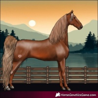 Horse Color:Chestnut 