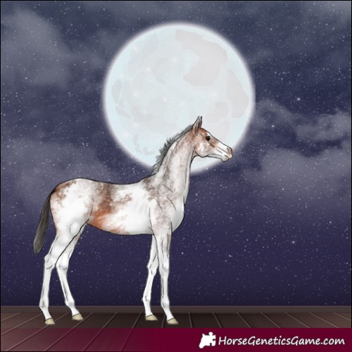 Horse Color:White Spotted Bay 