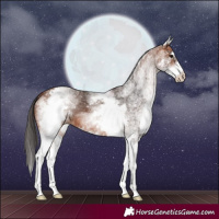 Horse Color:White Spotted Bay 
