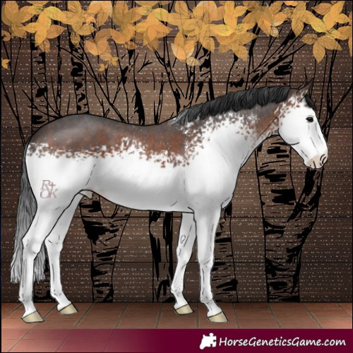 Horse Color:White Spotted Brown Sabino 