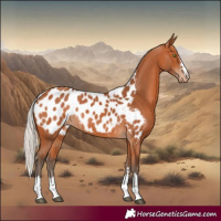 Horse Color:Silver Bay Appaloosa