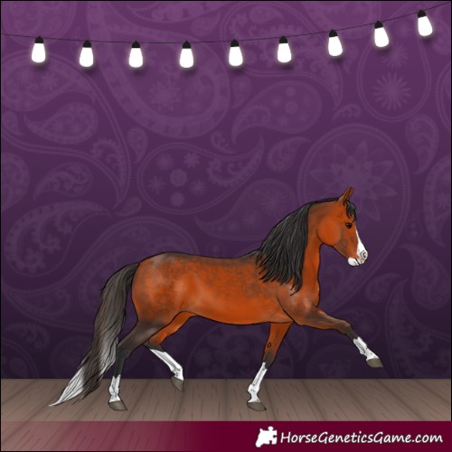 Horse Color:Bay Splash 