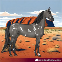 Horse Color:White Spotted Grullo