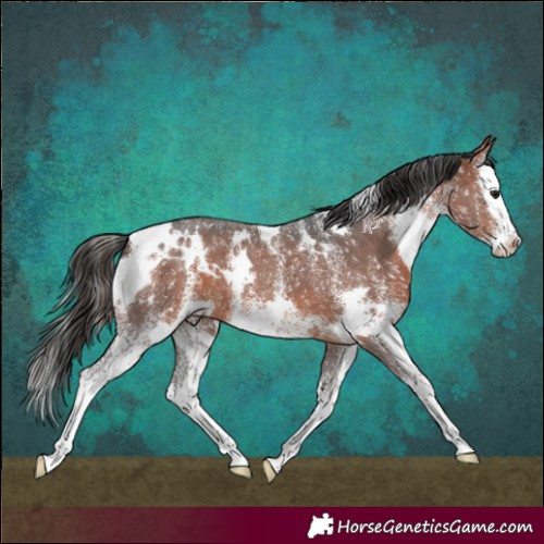 Horse Color:White Spotted Bay Splash 