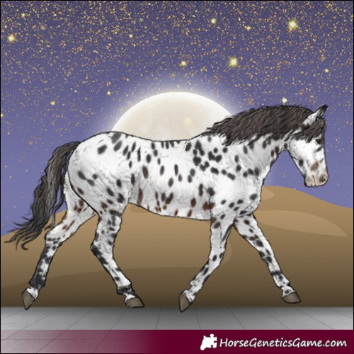 Horse Color:Brown Appaloosa 
