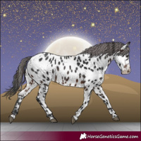 Horse Color:Brown Near Leopard 