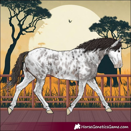 Horse Color:Brown Roan Splash Near Leopard 