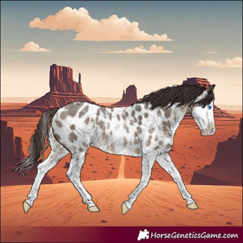 Horse Color:Brown Dun Sabino Splash Appaloosa Rabicano 