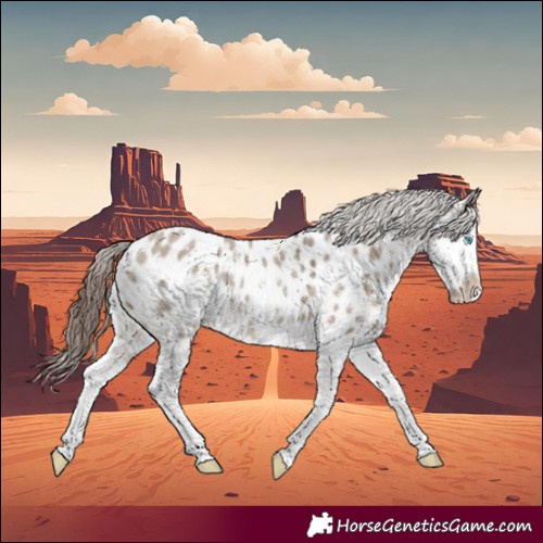 Horse Color:Brown Dun Sabino Splash Near Leopard Rabicano 