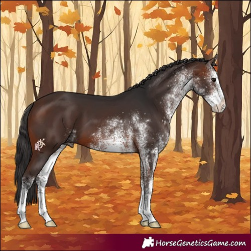 Horse Color:White Spotted Brown 