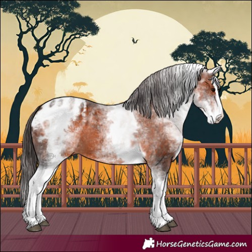 Horse Color:White Spotted Brown Splash Appaloosa 