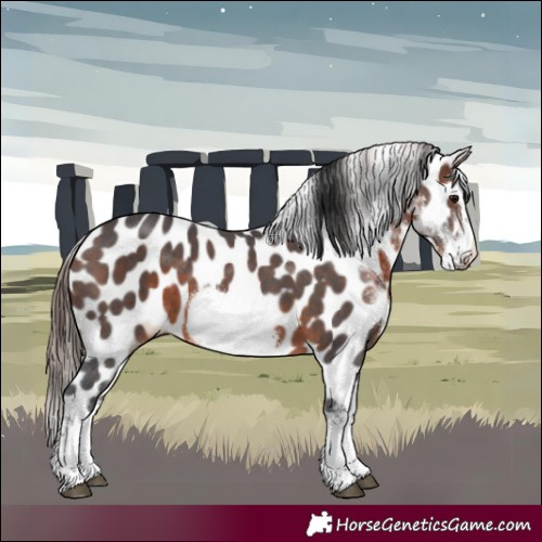 Horse Color:White Spotted Brown Splash Frame Appaloosa 