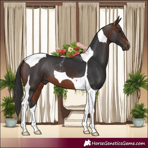 Horse Color:Brown Tobiano 