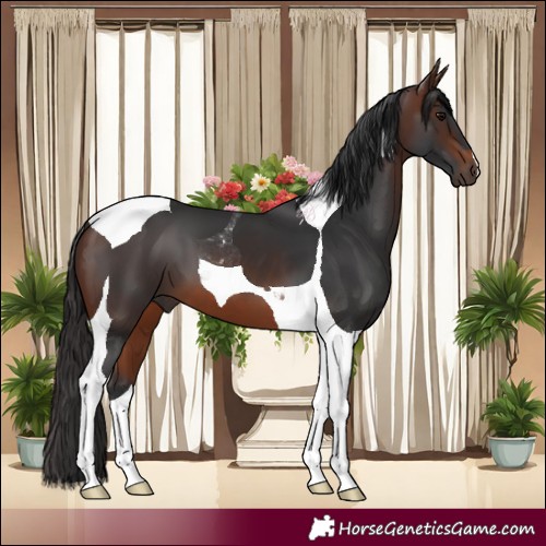 Horse Color:Brown Tobiano 