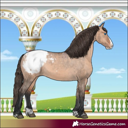 Horse Color:Brown Dun Splash Appaloosa 
