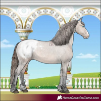 Horse Color:Brown Dun Splash Appaloosa