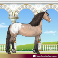 Horse Color:Brown Dun Splash Appaloosa 