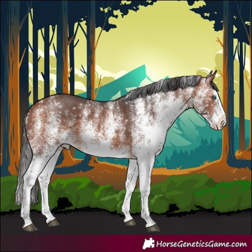 Horse Color:White Spotted Bay Splash 