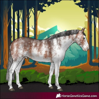 Horse Color:White Spotted Bay Splash 