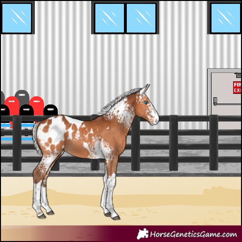Horse Color:White Spotted Silver Bay Splash Tobiano Appaloosa 