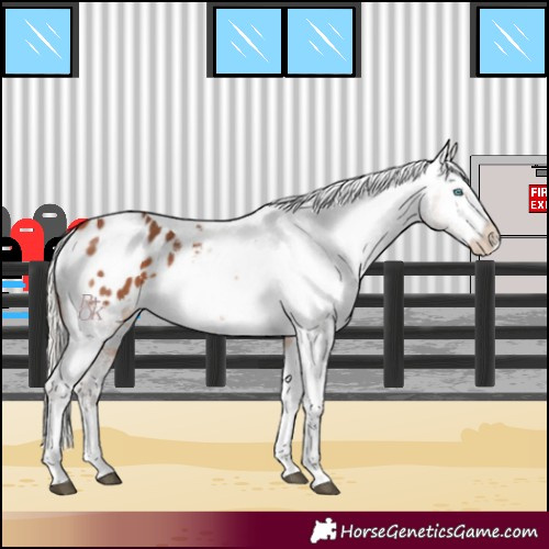 Horse Color:White Spotted Silver Bay Splash Tobiano Blanket 