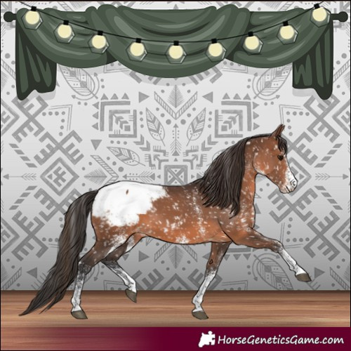 Horse Color:White Spotted Brown Snowcap