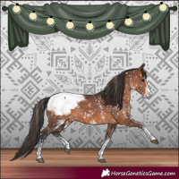 Horse Color:White Spotted Brown Appaloosa 