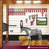 Horse Color:Black Sabino Tobiano Appaloosa Rabicano 