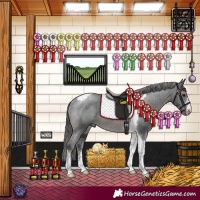 Horse Color:Black Sabino Tobiano Appaloosa Rabicano 