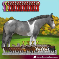 Horse Color:Black Sabino Tobiano Appaloosa Rabicano