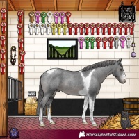 Horse Color:Black Sabino Tobiano Appaloosa Rabicano 