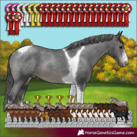 Horse Color:Black Sabino Tobiano Appaloosa Rabicano 