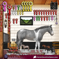 Horse Color:Black Sabino Tobiano Appaloosa Rabicano