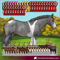 Horse Color:Black Sabino Tobiano Appaloosa Rabicano 