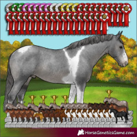 Horse Color:Black Sabino Tobiano Appaloosa Rabicano