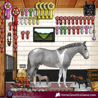Horse Color:Black Sabino Tobiano Appaloosa Rabicano 
